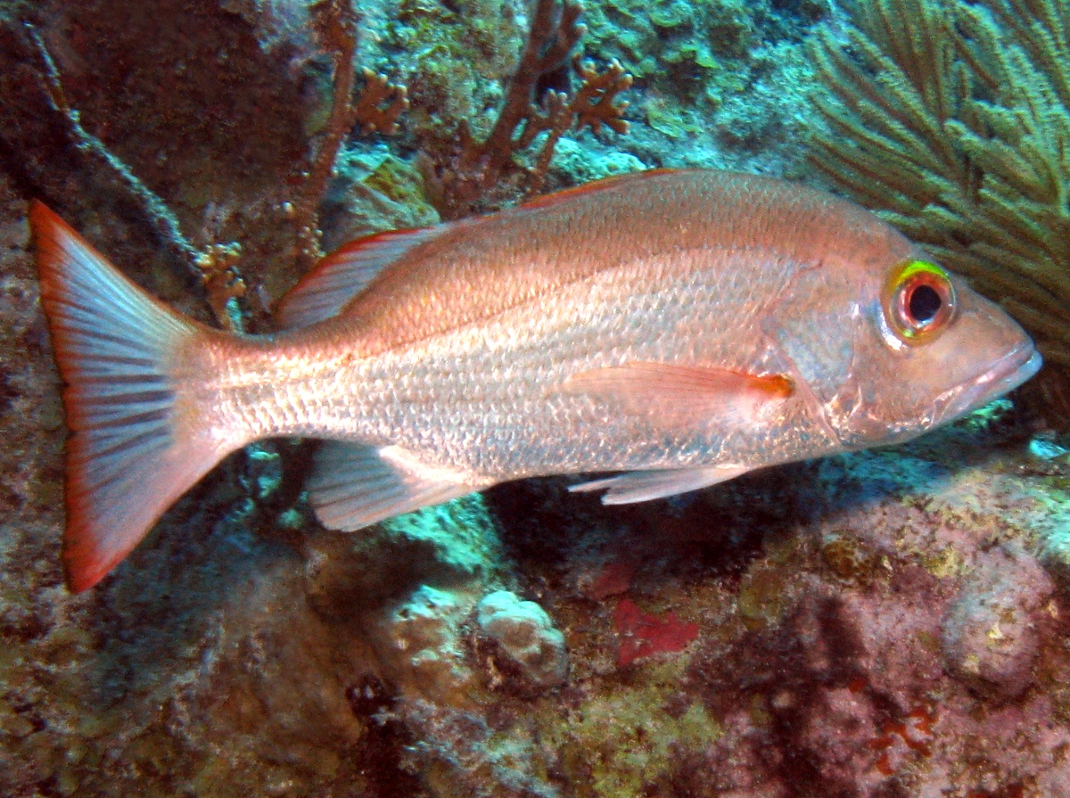 Lutjanus mahogoni (Azzannatore mogano)